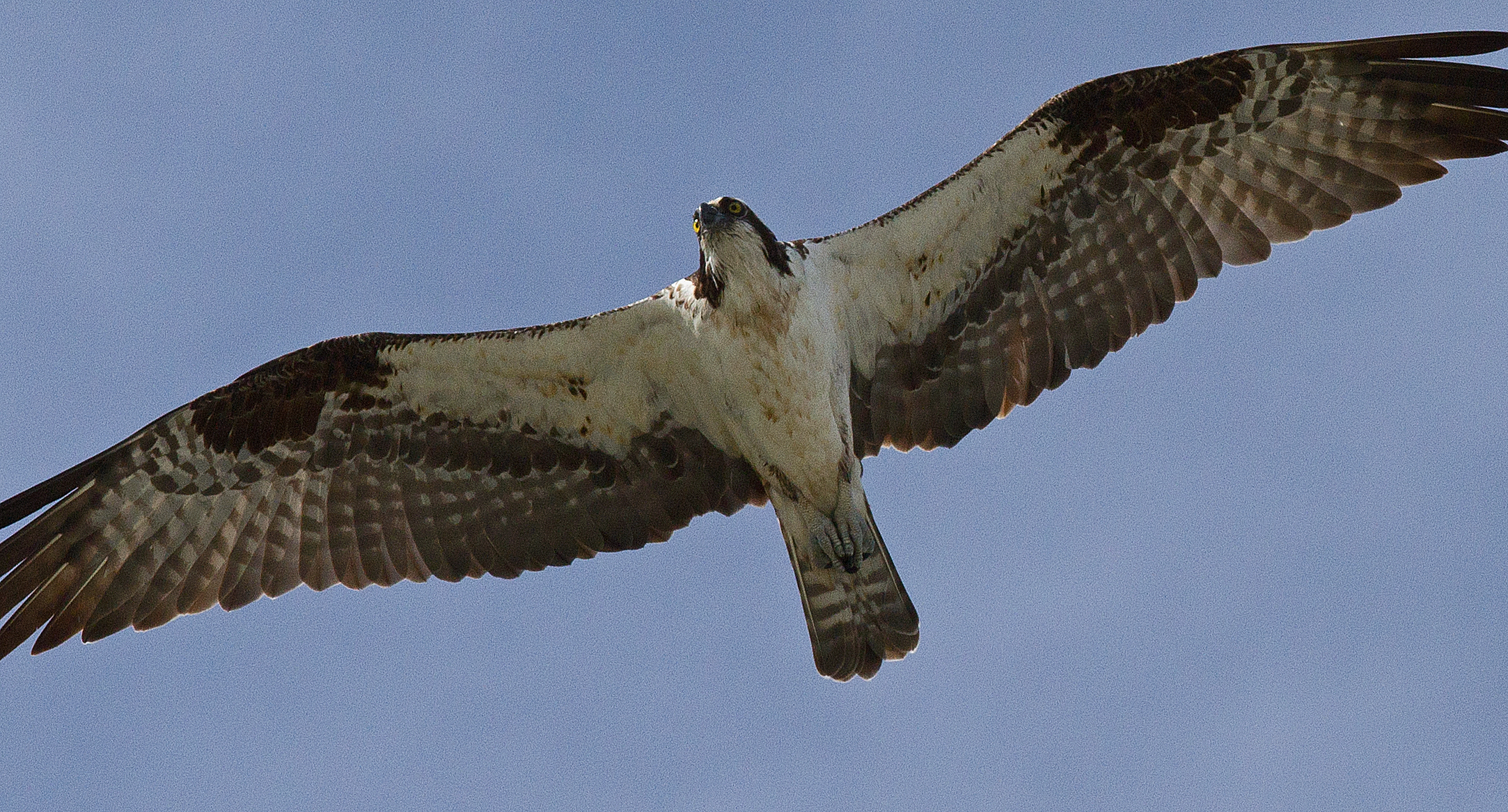 a bird that is flying through the sky