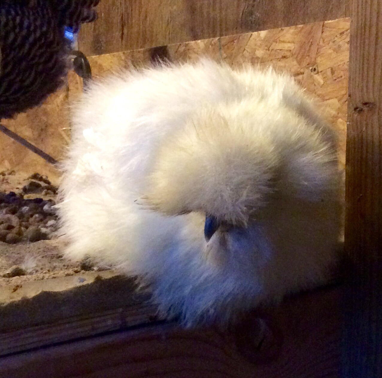 a bird with a fluffy white face sitting on a ledge