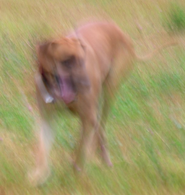 an blurred image of a dog on the grass
