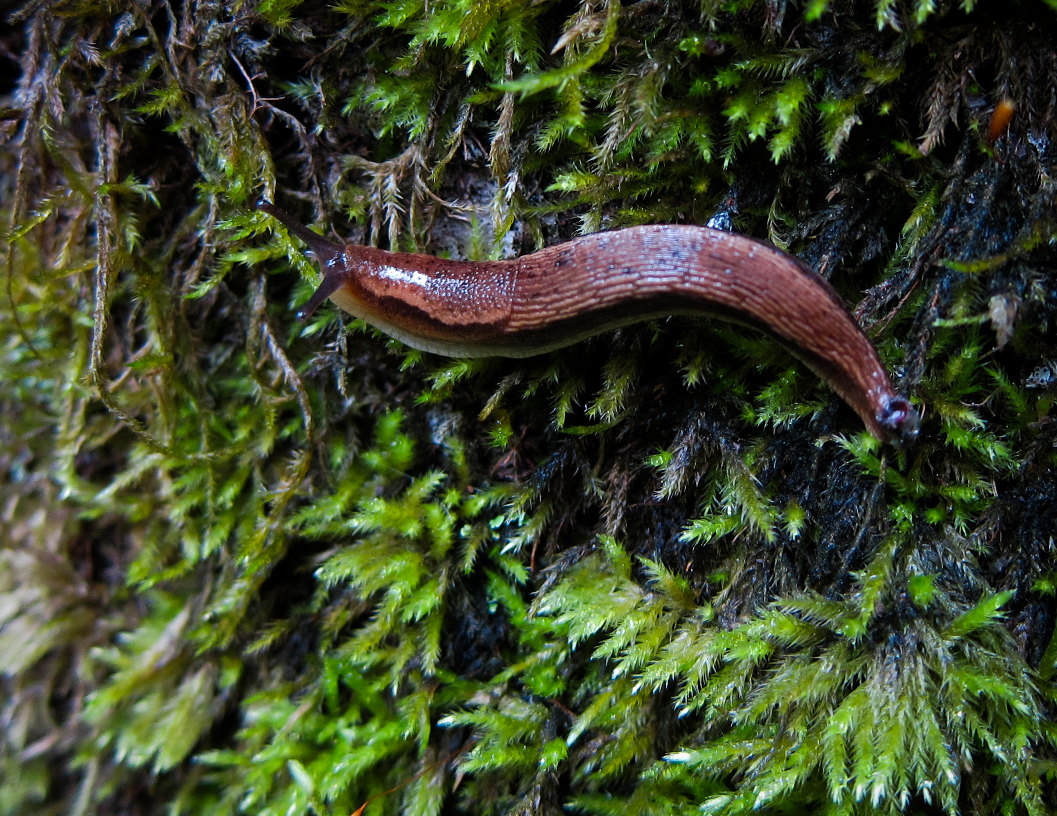 a red slug is crawling out of the moss