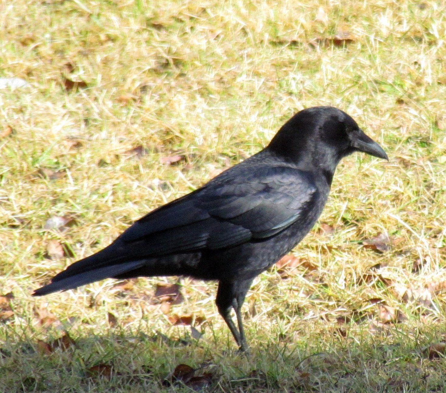 a small black bird is standing in a grassy field