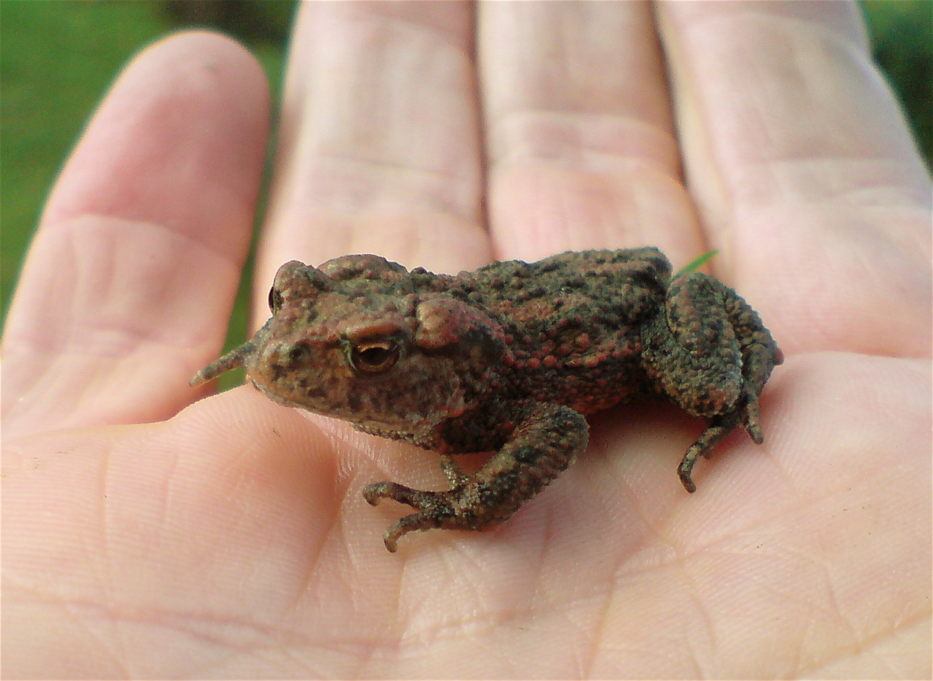 a frog sitting in a persons hand while outside