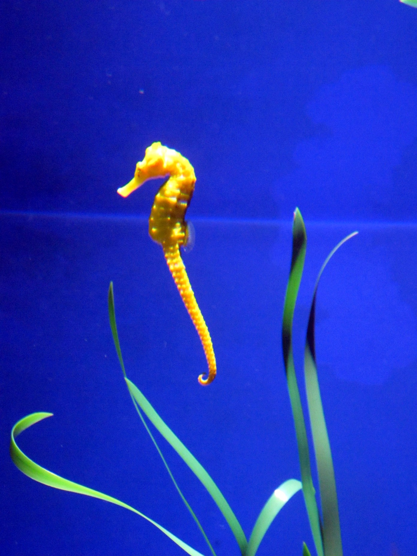 a yellow seahorse swimming through a blue aquarium