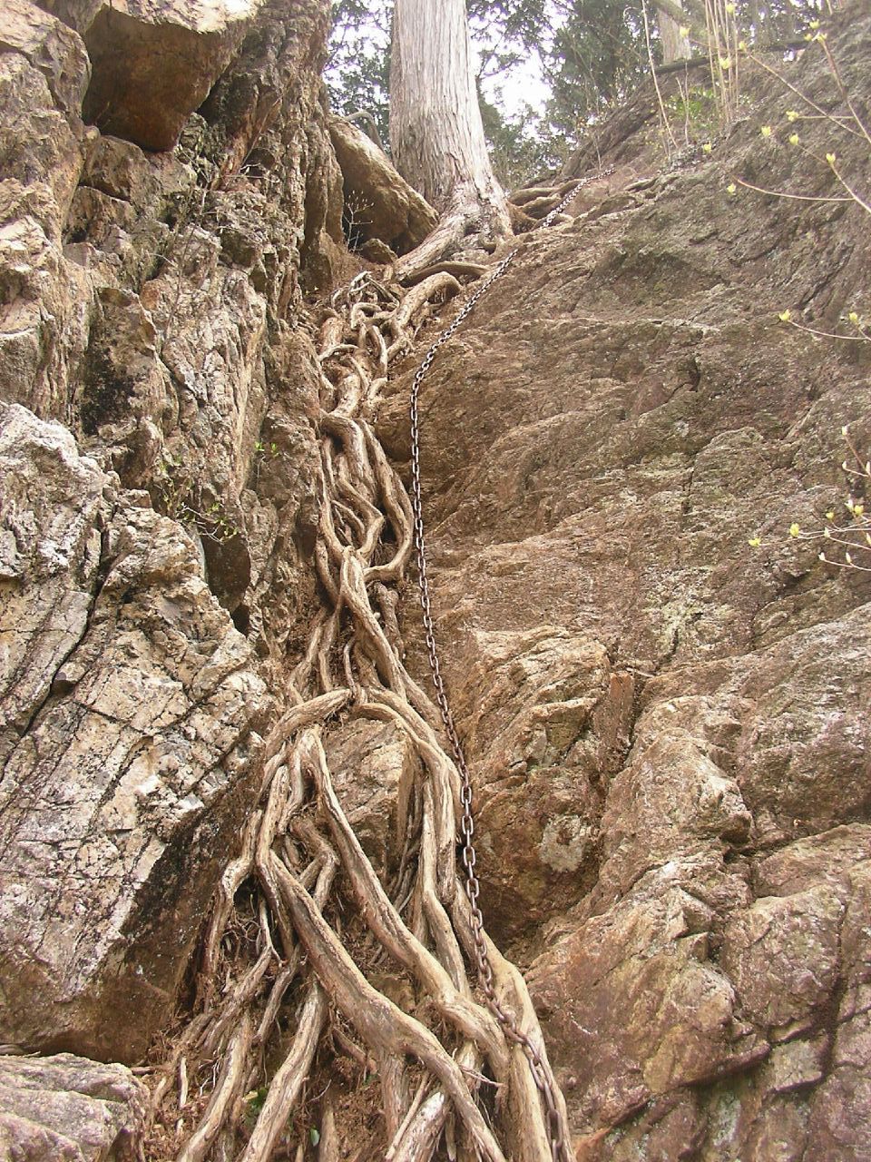 an uprooted vine is growing over some rocks