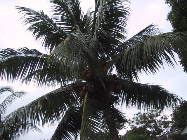 the palm tree is green and has many fruit