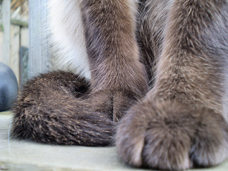 the front paw of a cat that is standing on a step