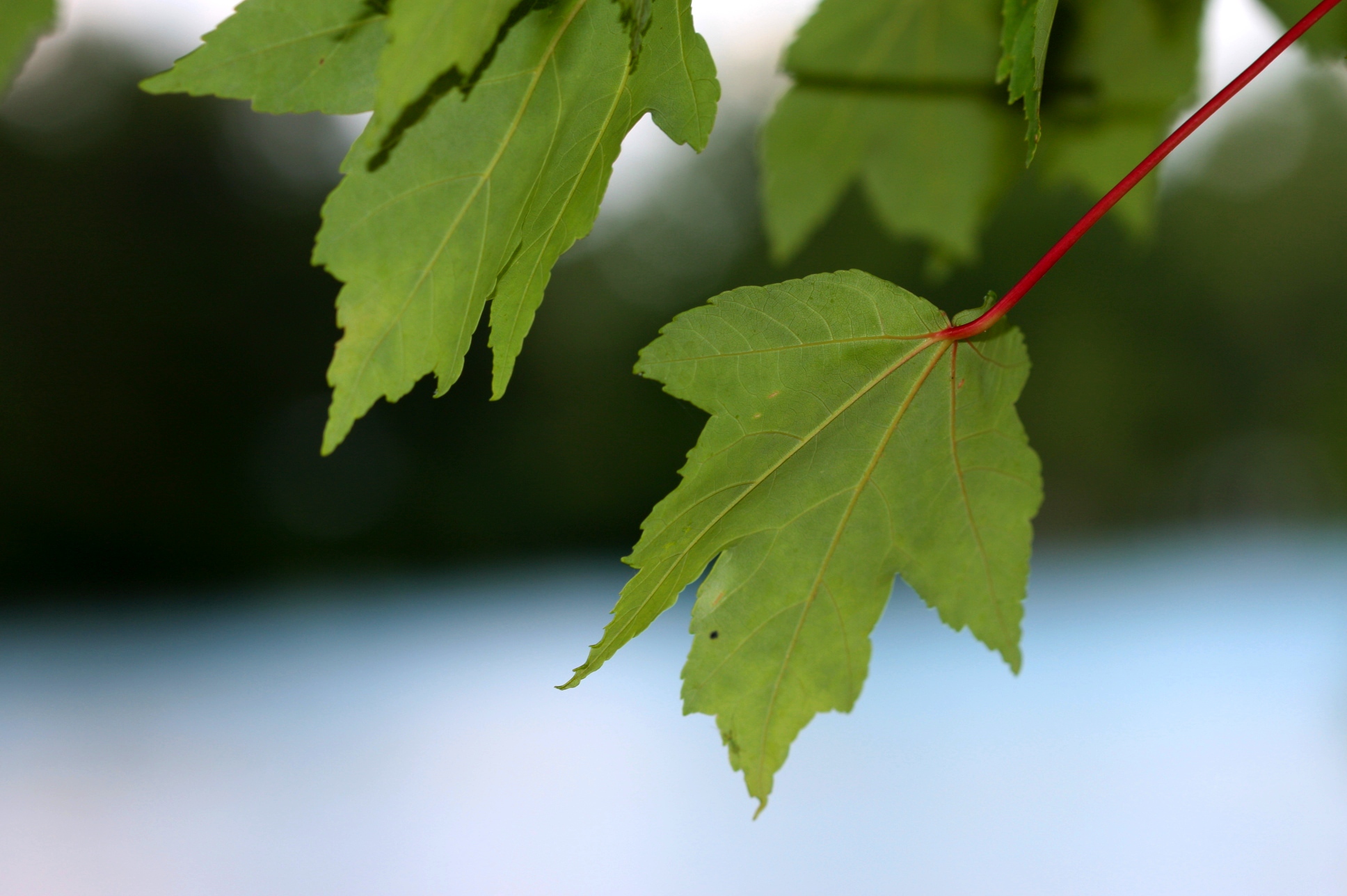 some green leaves with some water in the background