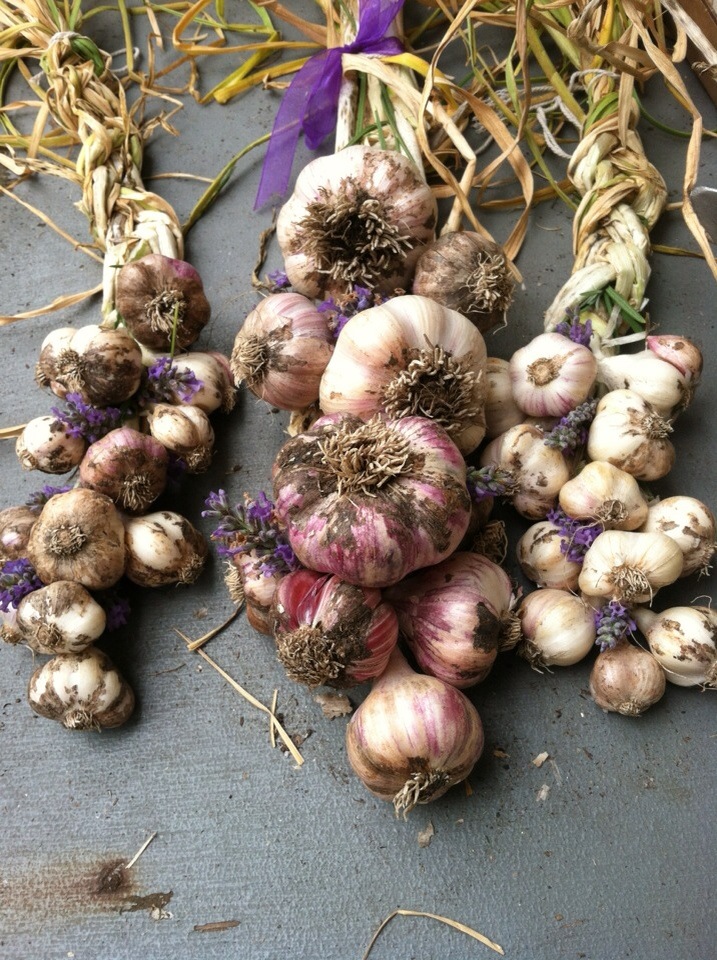garlic cloves sitting on the ground together