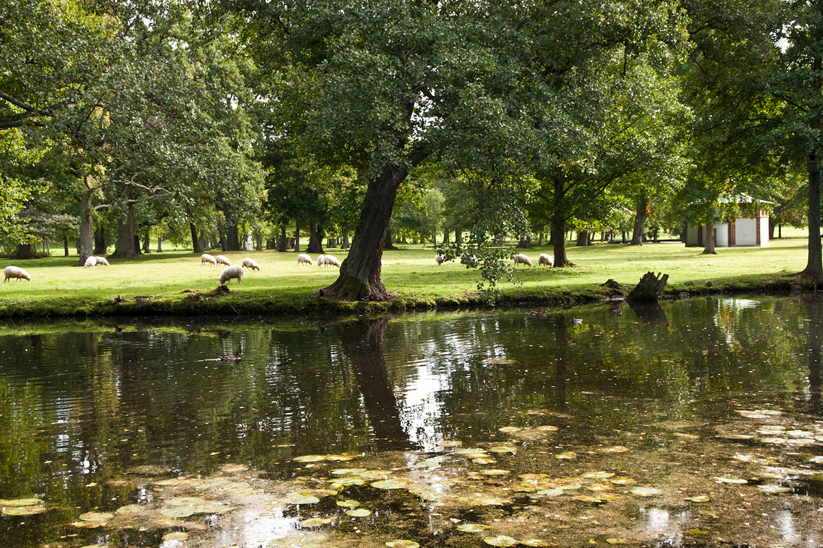 cows stand in the middle of a pond surrounded by trees