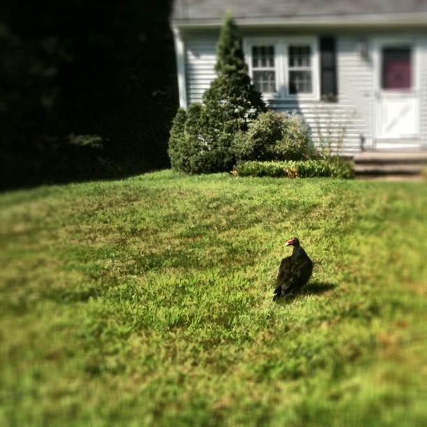 a bird sitting in the middle of the grass
