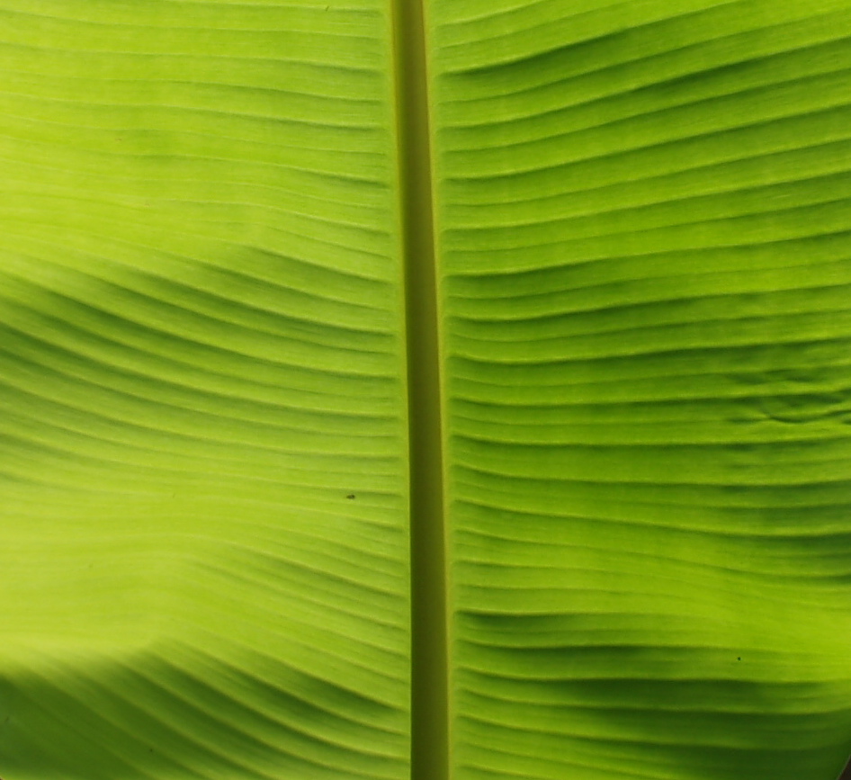 a close up view of the back end of a large green leaf