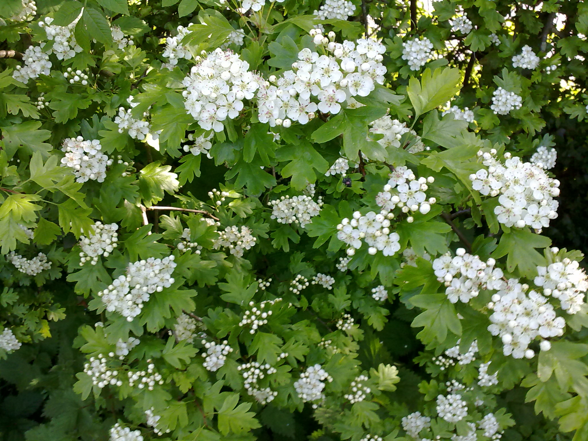 a closeup view of small white flowers and green leaves