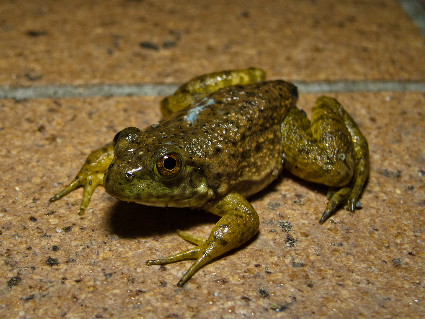 a green and black frog on the ground