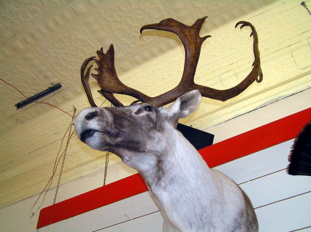a deer head on the wall, a red arrow hanging above