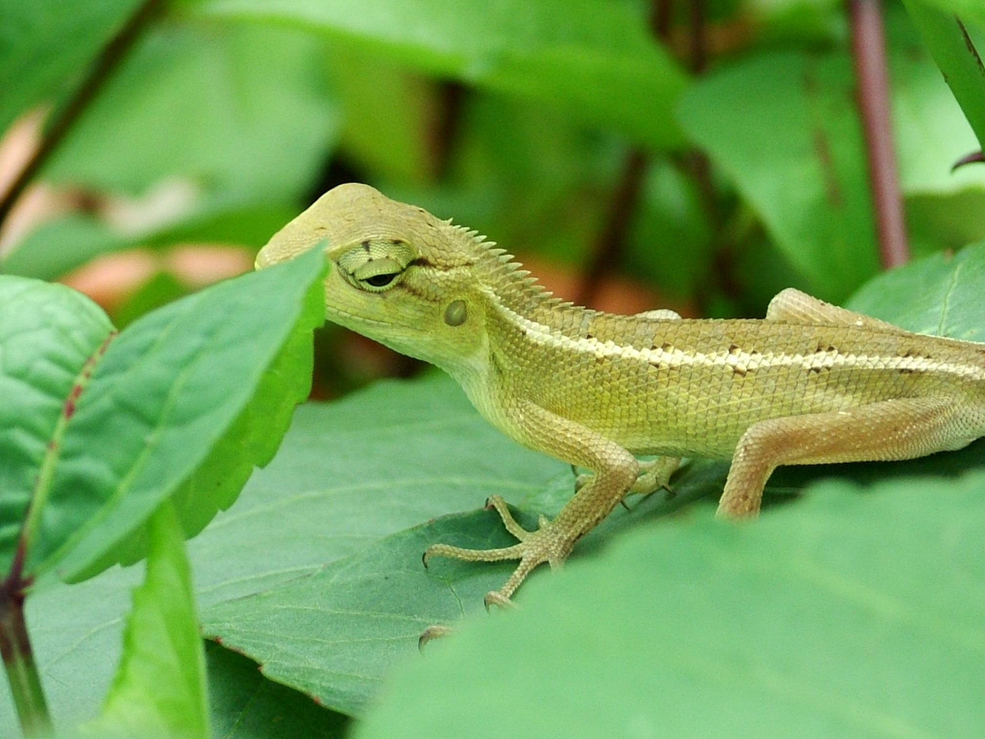 a green and brown lizard sitting on top of green leaves