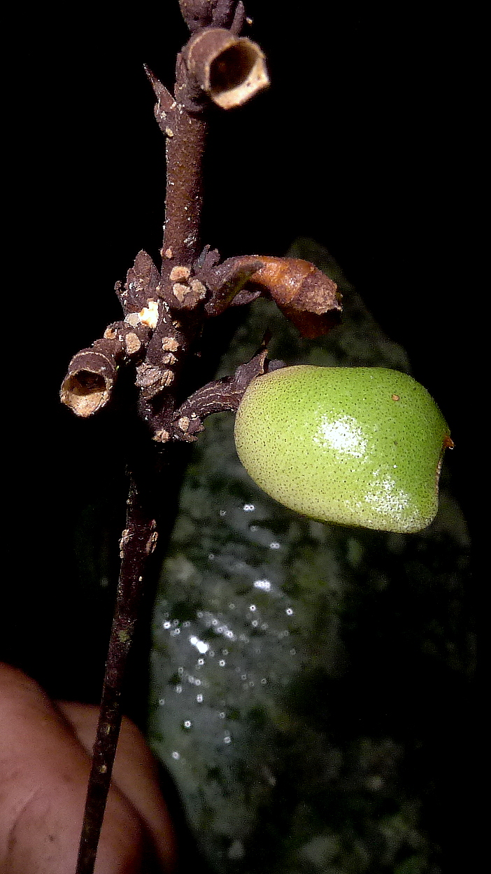 a close up view of a very small tree nch with a green apple in the dark