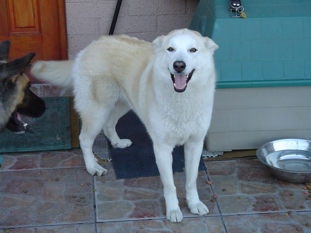 two dogs that are standing on the patio