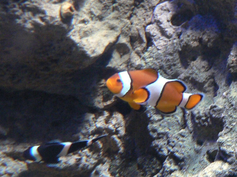 a clown fish is swimming amongst rocks, which are also in the background