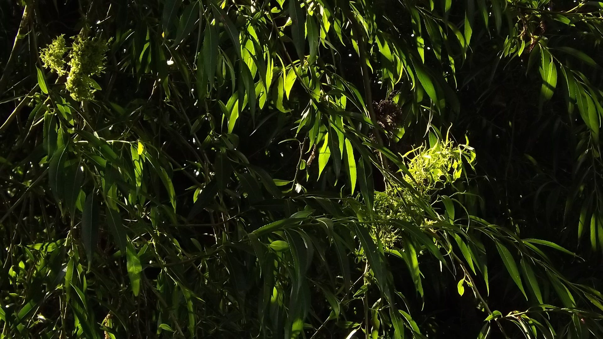 a large green tree has many leaves