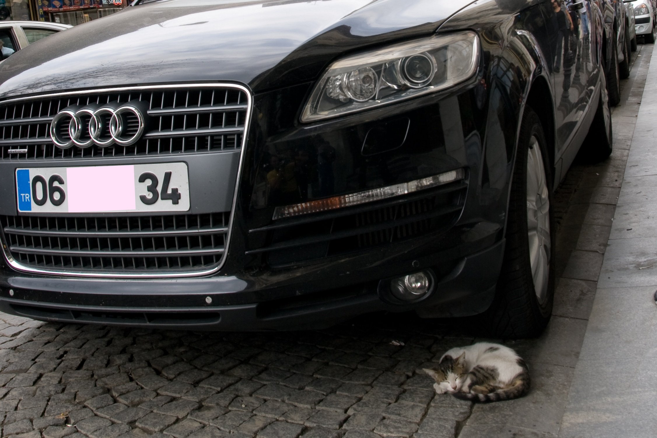 an adorable little cat laying next to a car