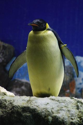 a penguin standing on top of a rock in a zoo