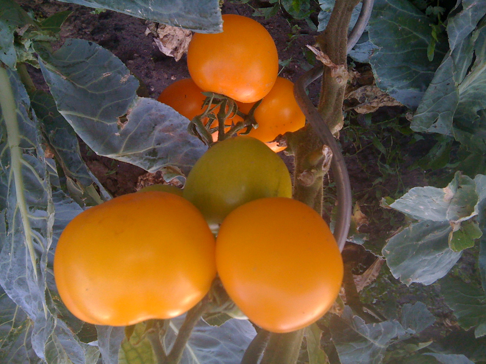 yellow tomatoes growing in an open area next to green leaves