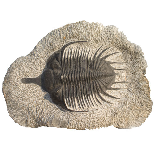a large trilopthus maximus fossil on a white background