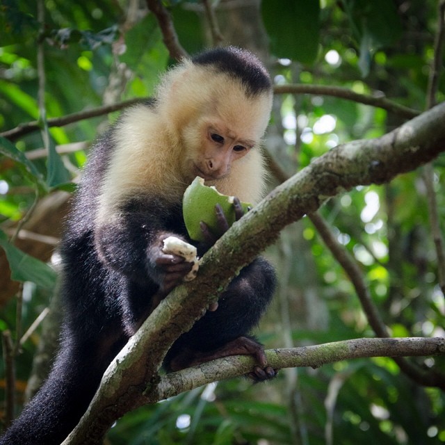 a monkey sits in a tree eating soing