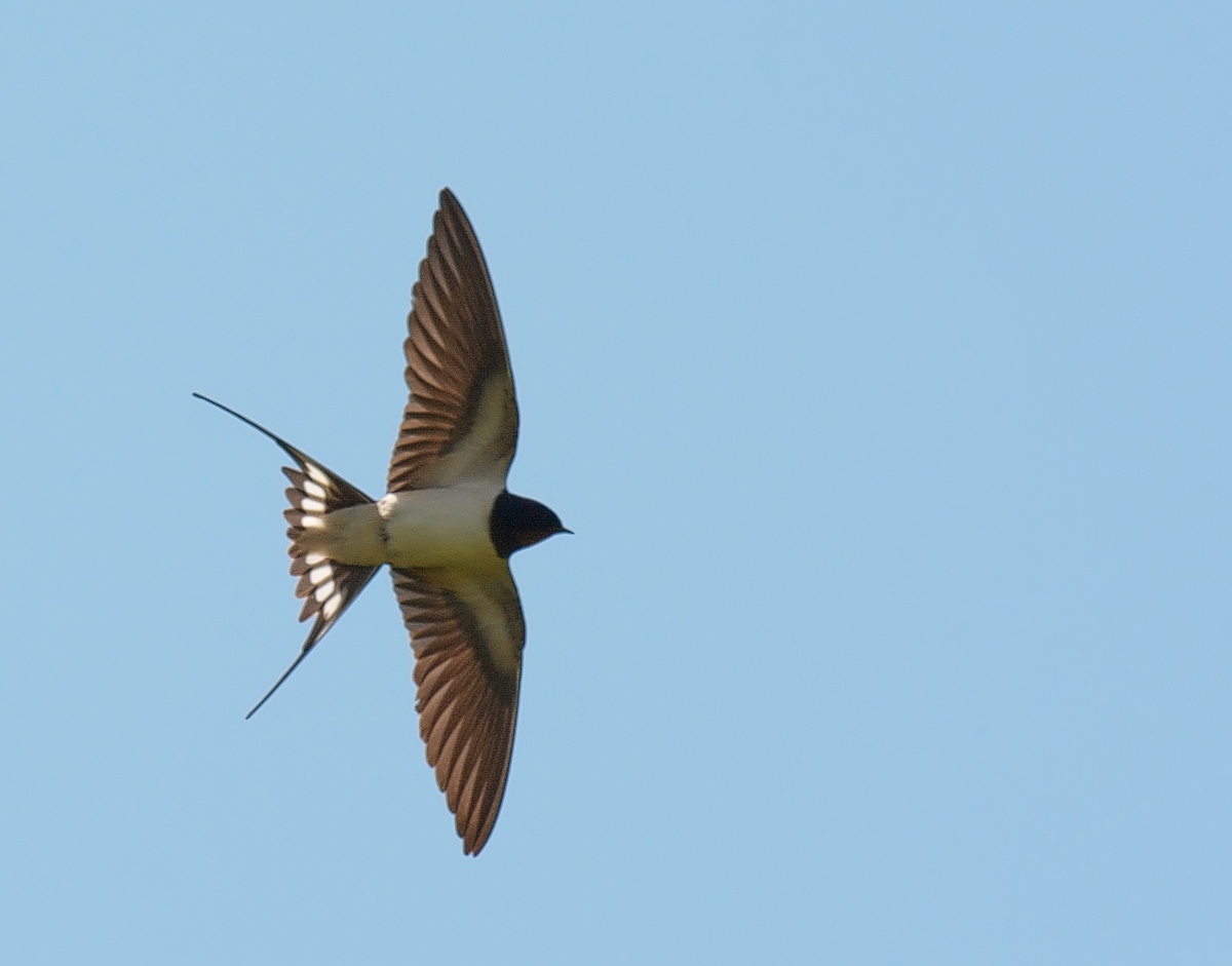 an image of a bird in flight during the day