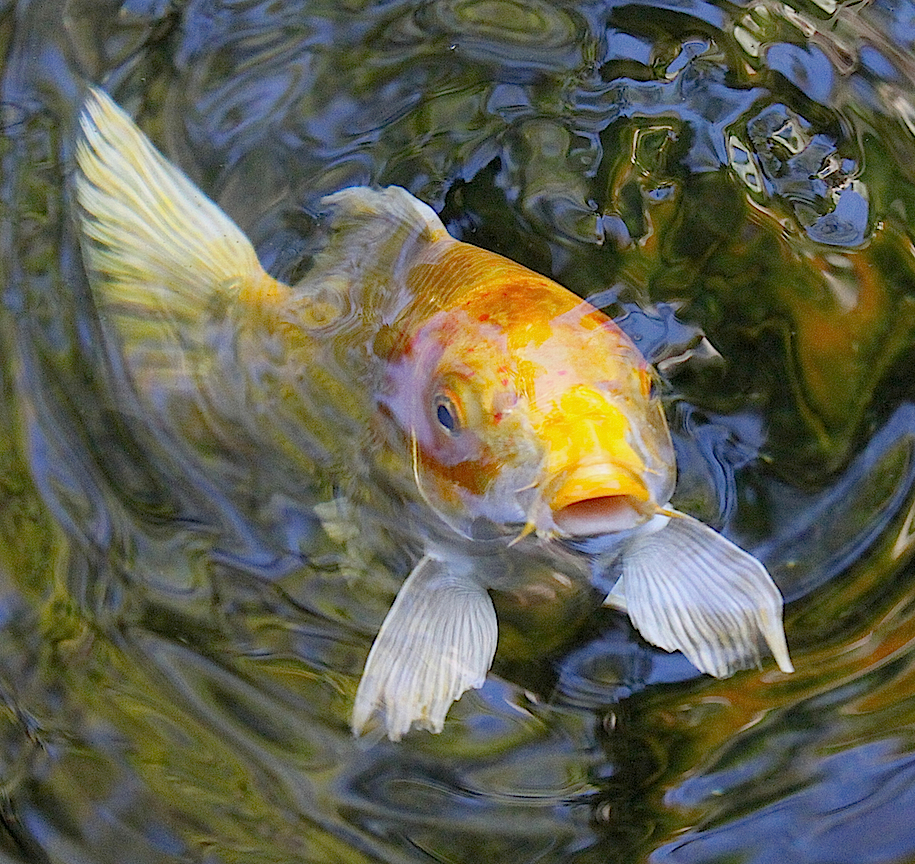 a large fish swimming in the water
