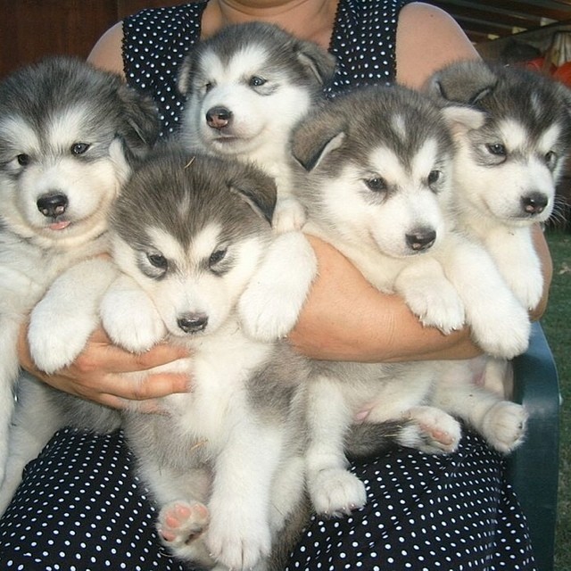 the person holds several puppies all around