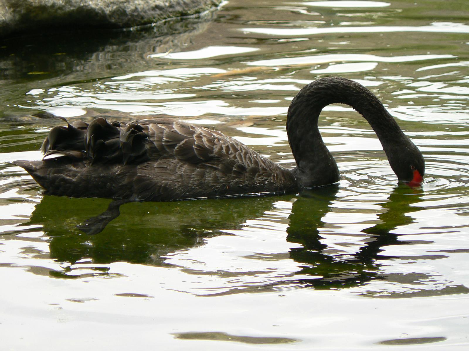 a black and white swan floating on top of a body of water