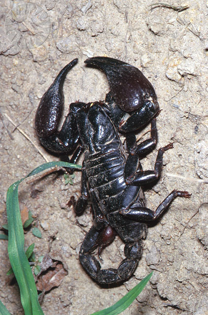 a black scorpion on a dirt ground