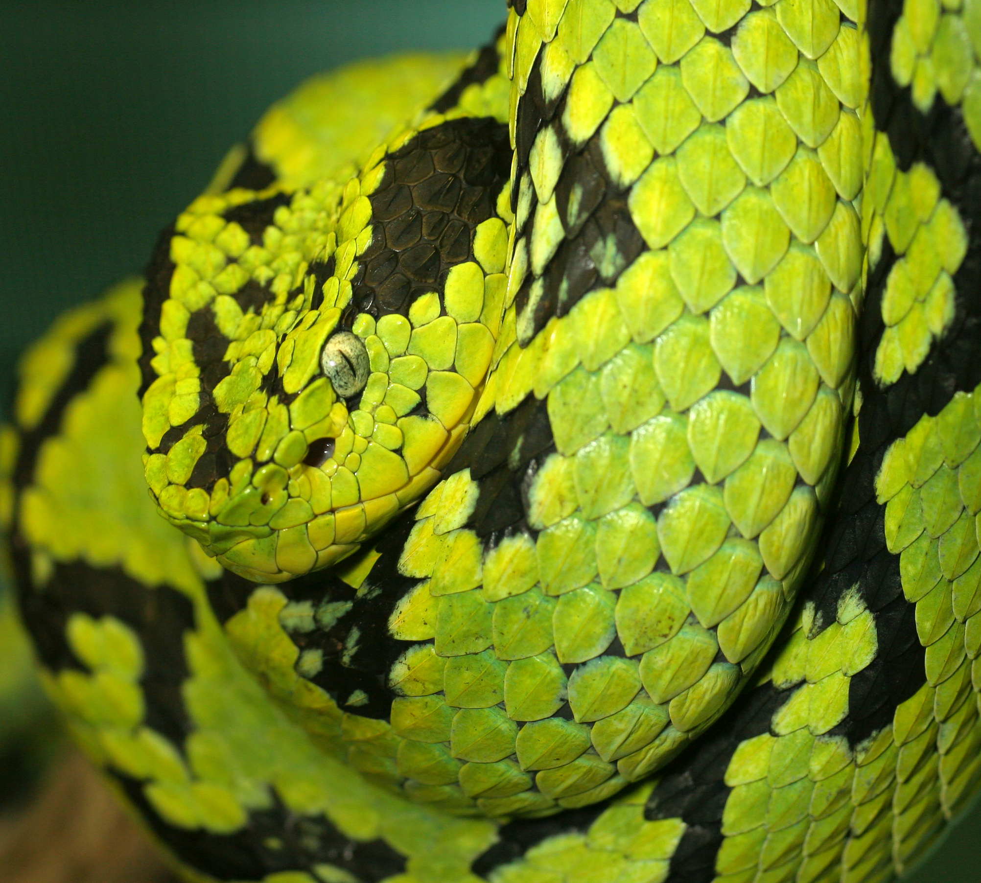 green and black snake on nch in a zoo