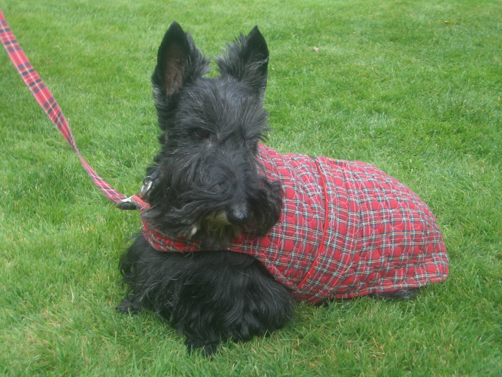 a scottish terrier wears a coat in the grass