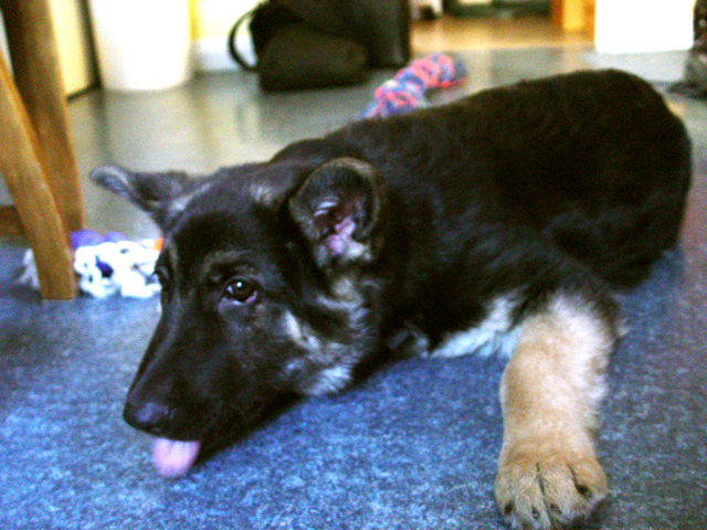 a german shepherd dog with its tongue hanging out lies on the floor