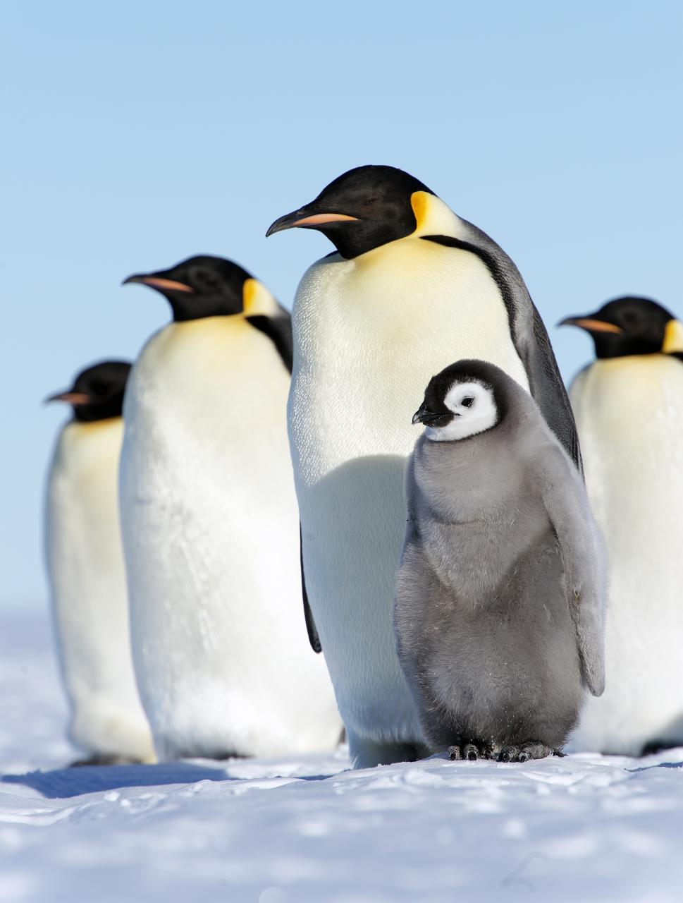 a group of penguins looking down at the ground