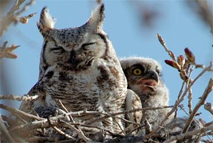 a nest with two owls on top of it