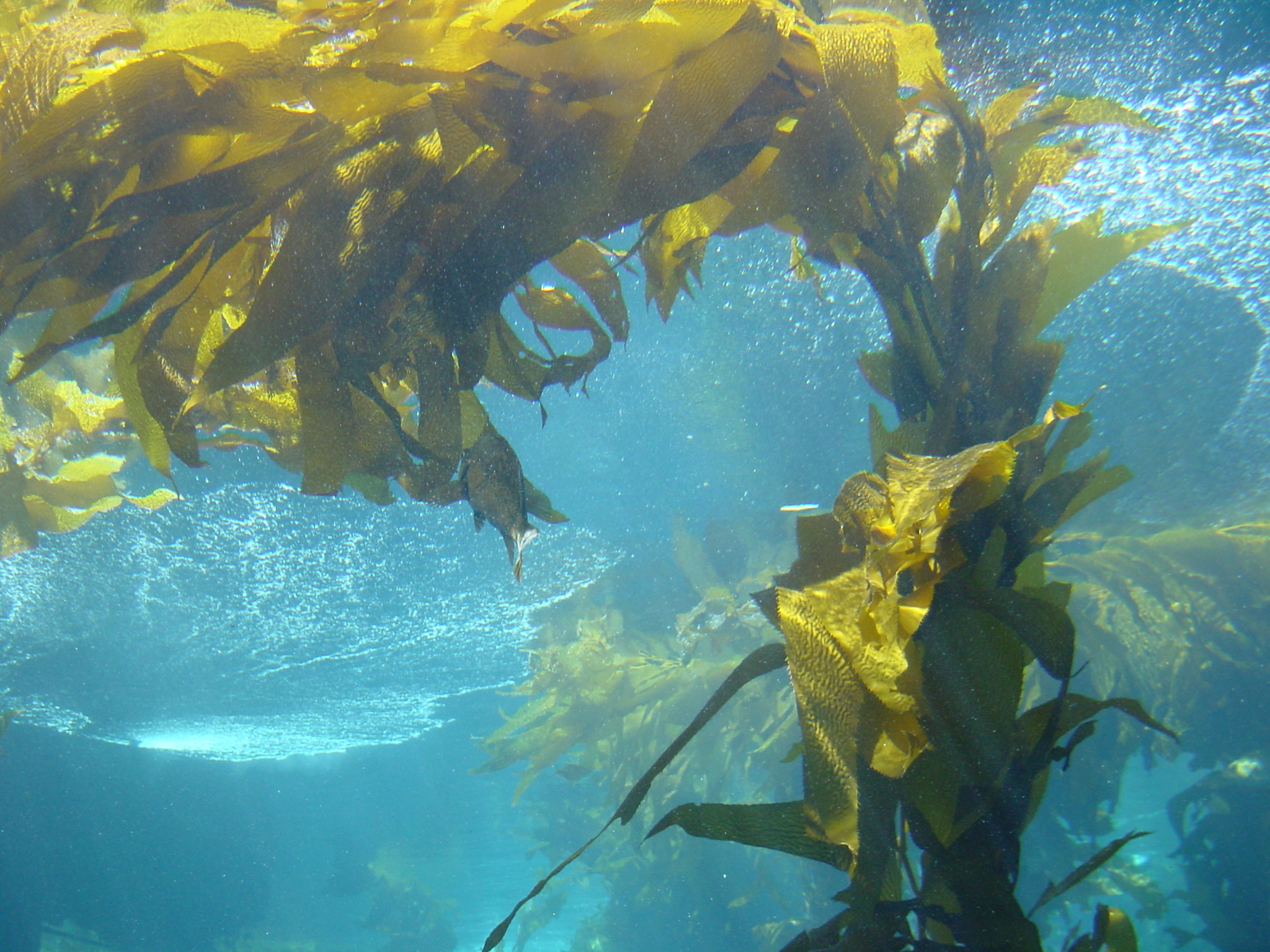 the underwater plants are a mess of life