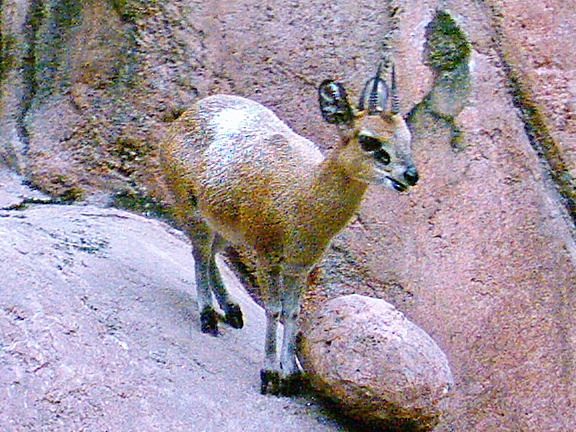 a small animal standing on top of a pile of rocks