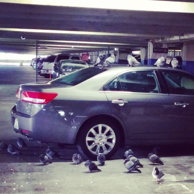 there are birds eating from the front of a car