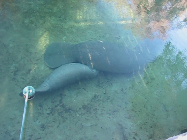 a large gray elephant laying on top of a pool of water