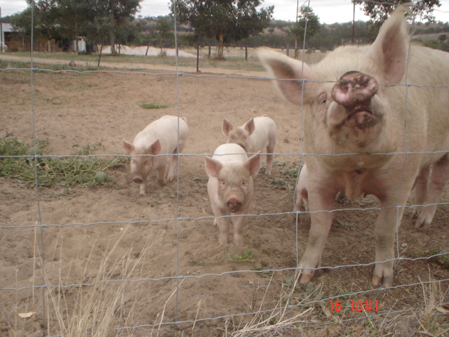 several pigs standing behind a wire fence looking over