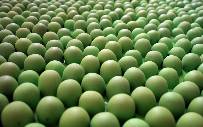 a row of green eggs on top of each other