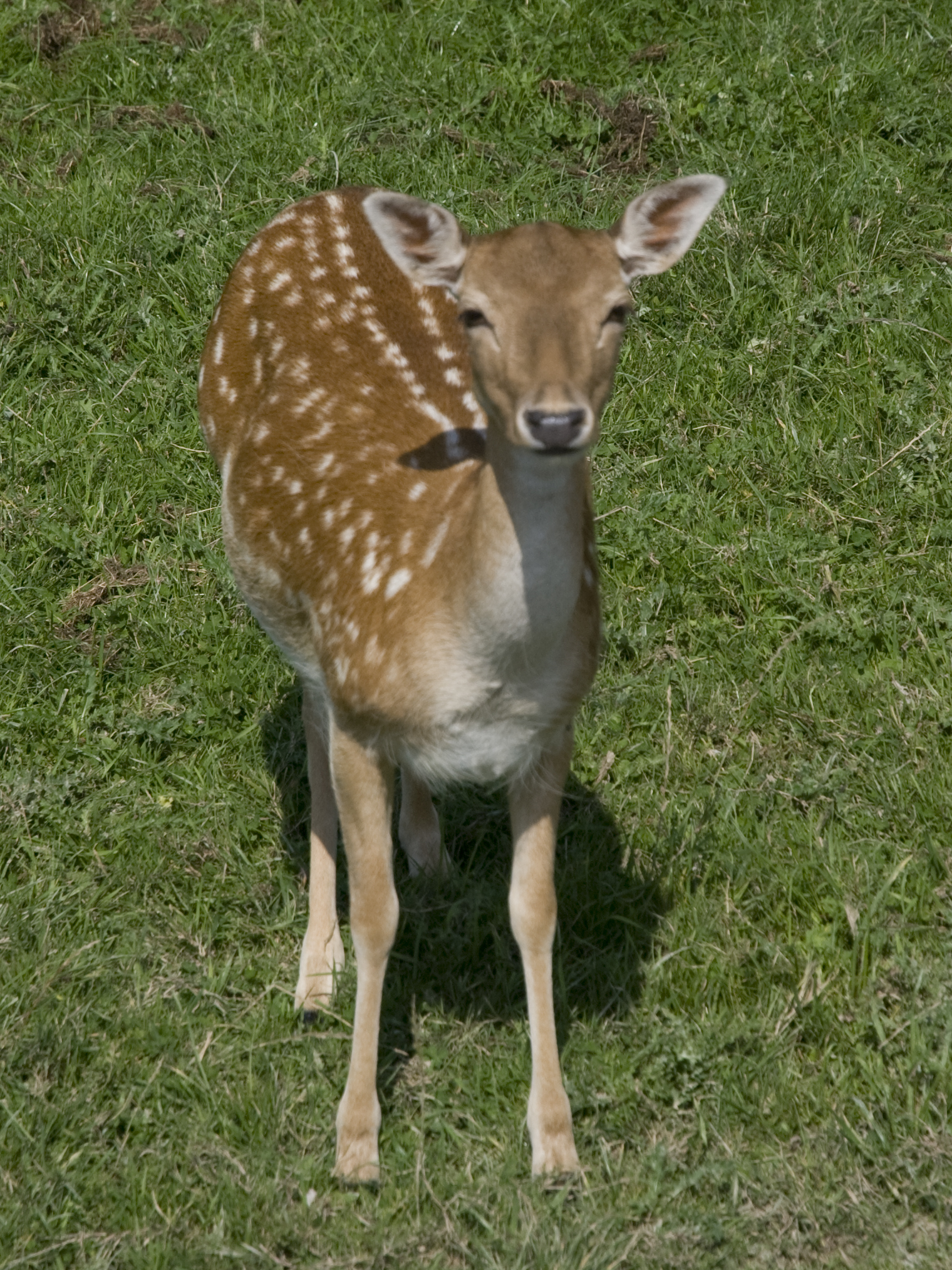 a close up of a small deer in a field