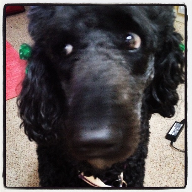 a black poodle with a red collar looks up