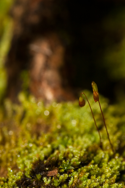 a mossy surface with a seed plant