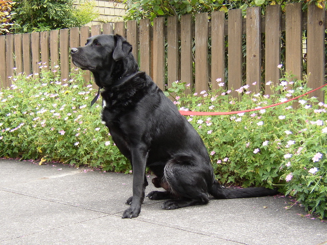 a large black dog sitting next to a wooden fence