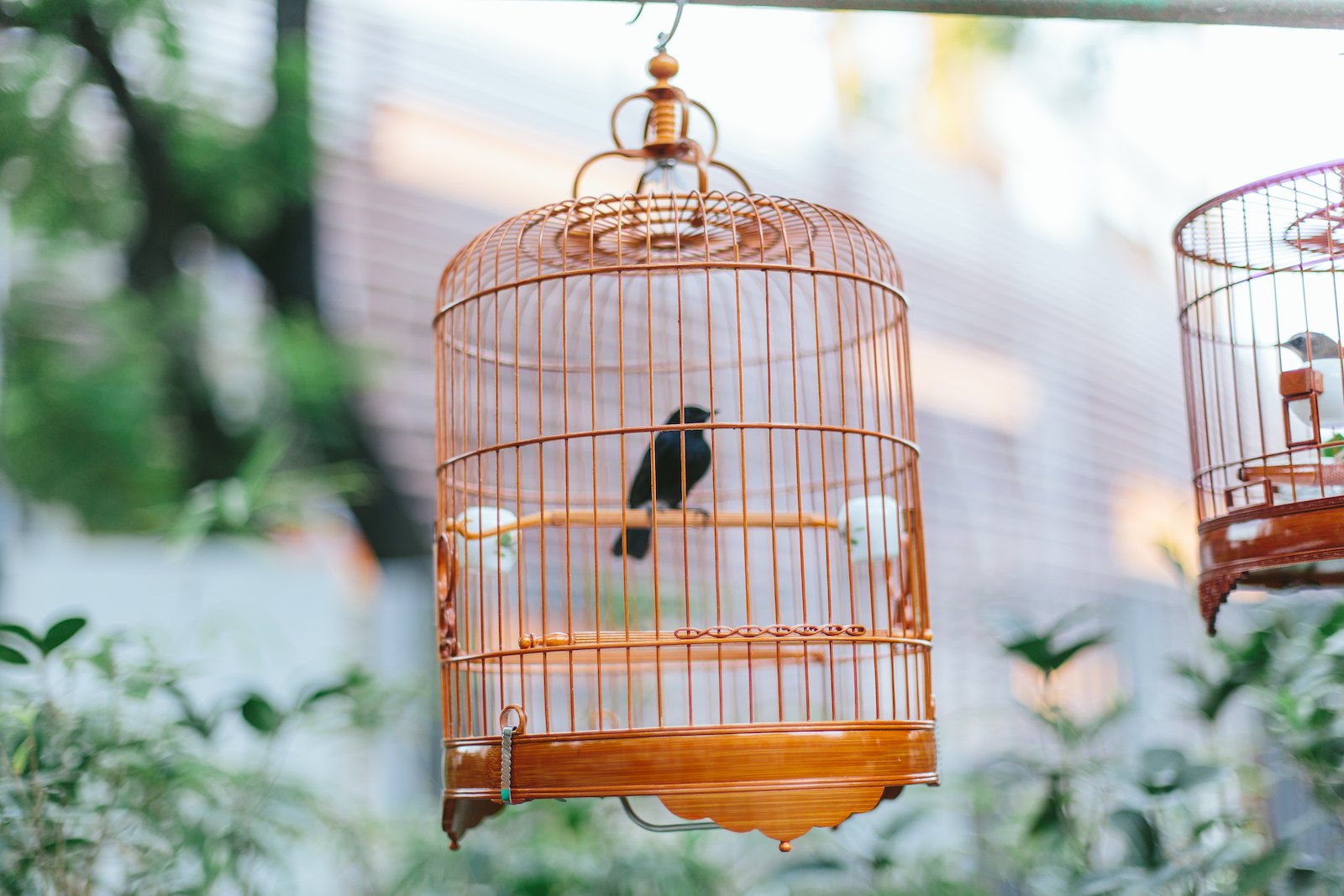 bird cages with one sitting in the top