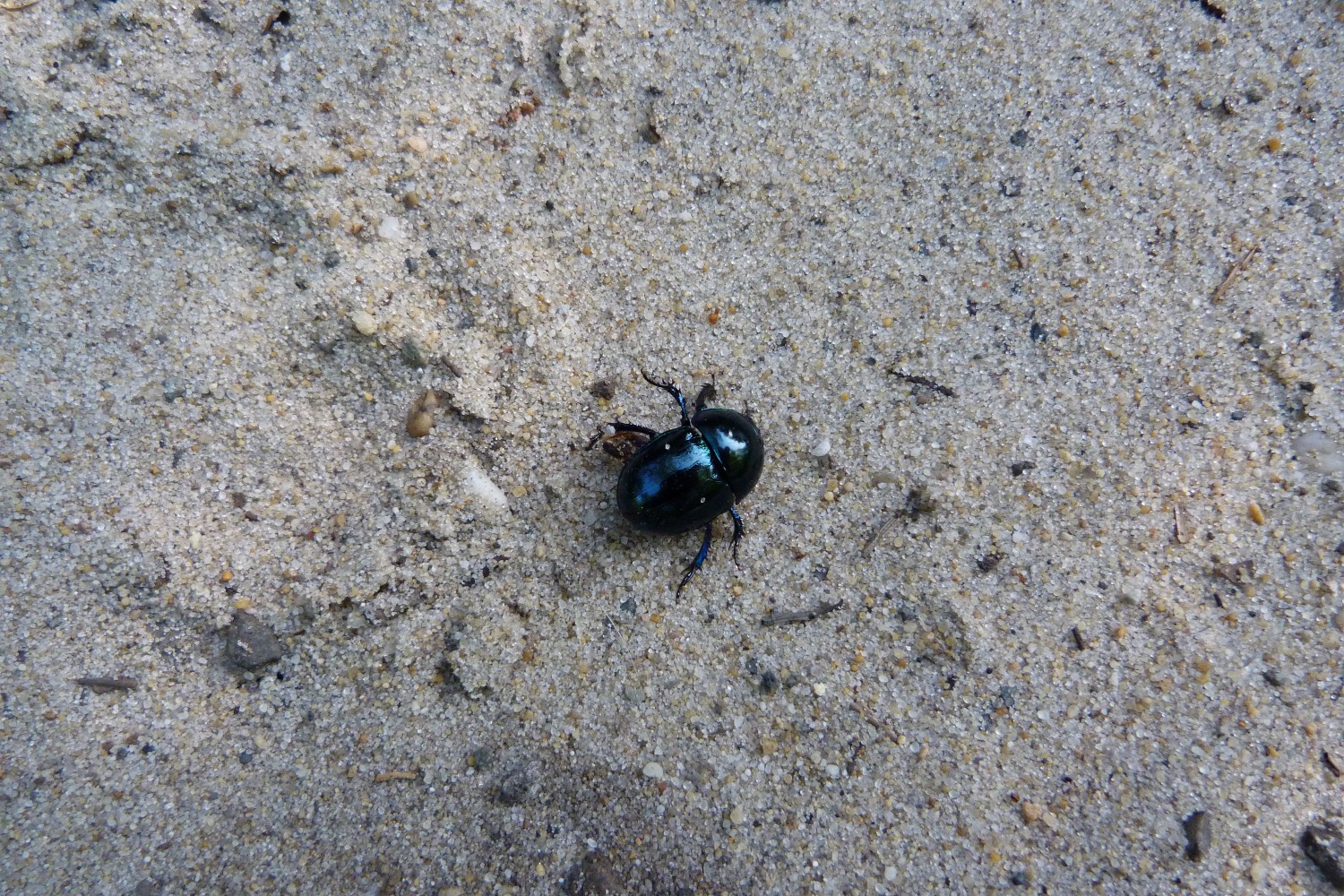 a bug crawling through sand on the beach